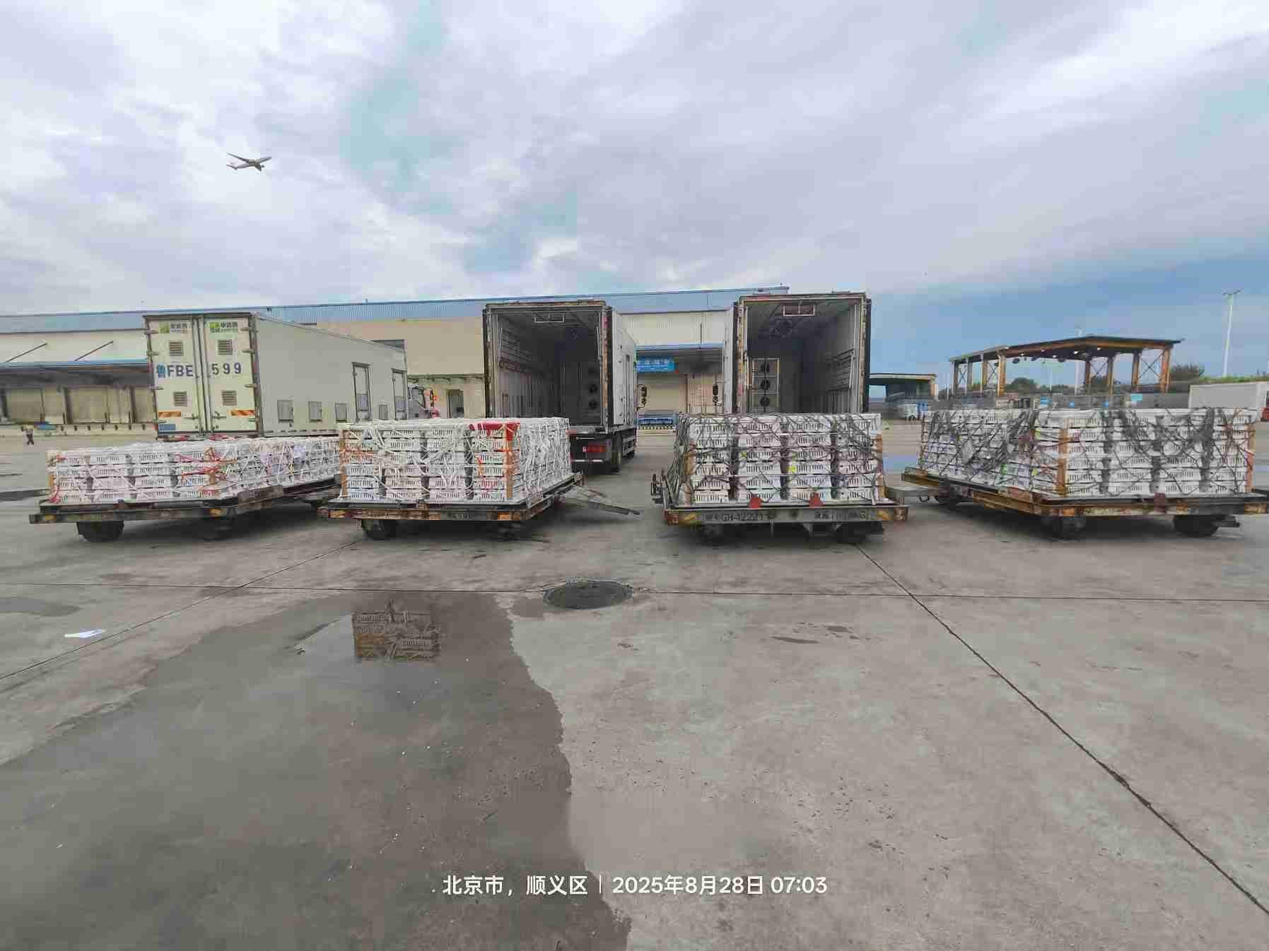 【引种】Hjc gcgc08股份年度引种突破16万套，市占率59%稳居行业龙头